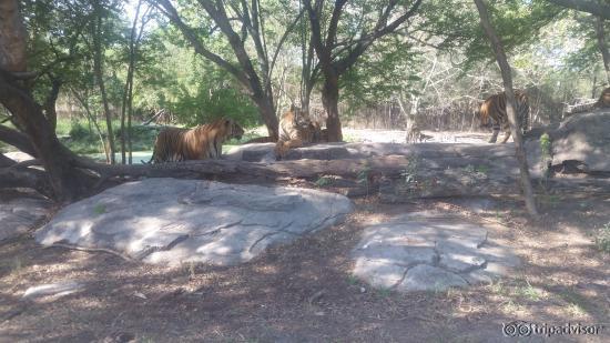 tigersssss