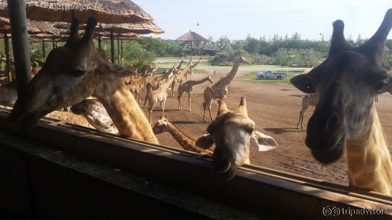 giraffe