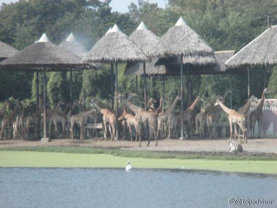 Giraffe