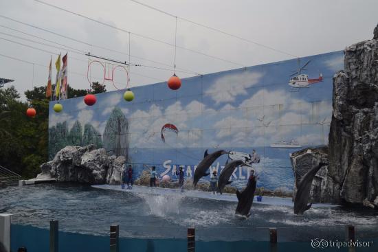 Dolphin Show 4