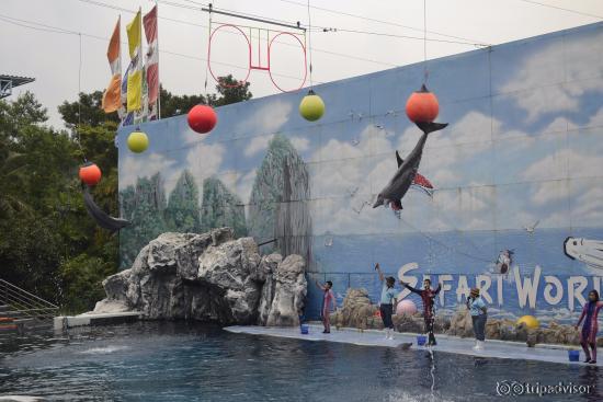 Dolphin Show