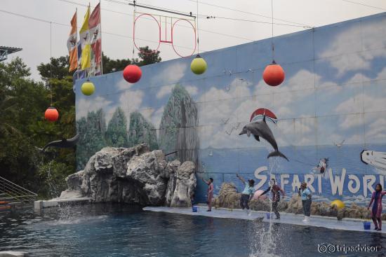 Dolphin Show 3