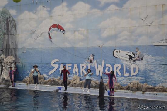 Dolphin Show 2
