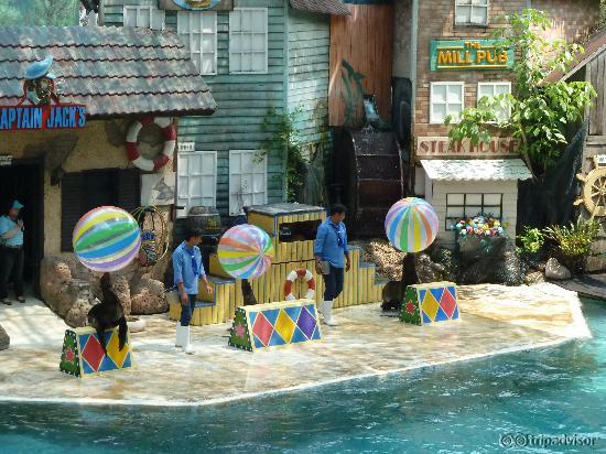 Sea Lion Show at Safari Park