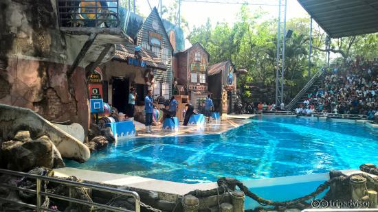 Sea Lion Show