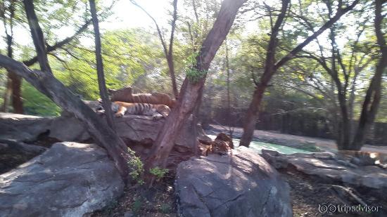 Some pics from Safari World
