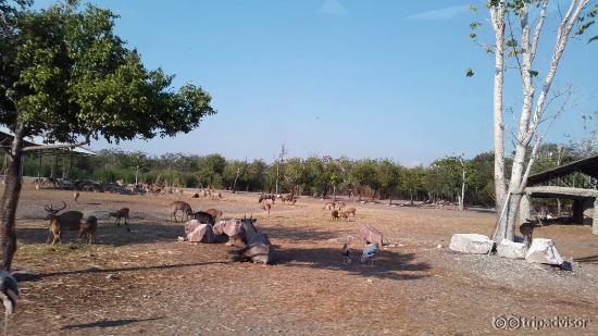 Some pics from Safari World