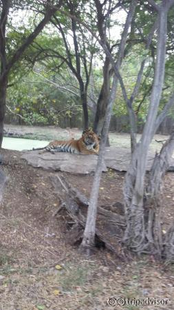 Tigers in the wild @ Safari world.