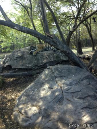 Up close and personal with the tigers (from inside our car) at the open safari!