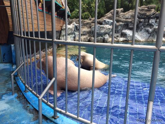 Walruses
