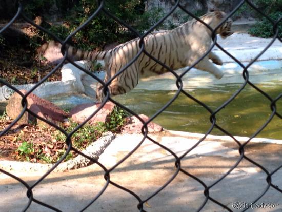 white tiger