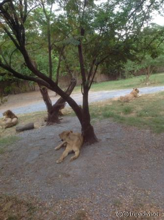 wild animal area