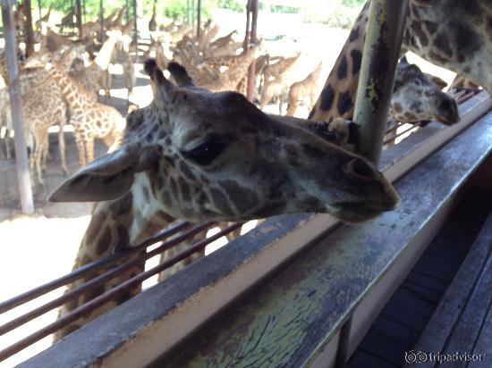 Zoo