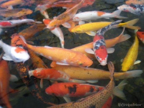 ปลาคาร์พหลากสีแสนสวย ที่ส่วนจัดแสดงพันธุ์สัตว์น้ำ