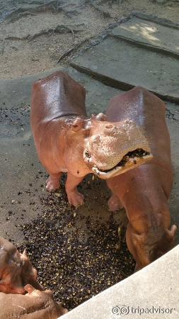 Hungry Hungry Hippos!