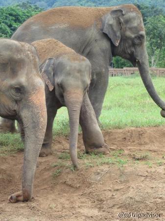 Two of ENP's matriarchs and a baby elephant injured by an animal trap