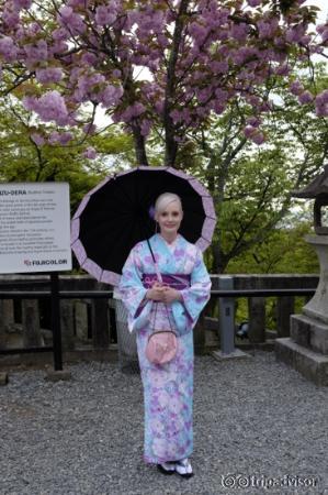 beautiful cherry blossom