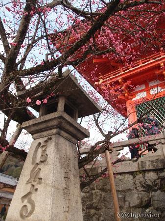 入口、ちょうど梅がいい塩梅でした