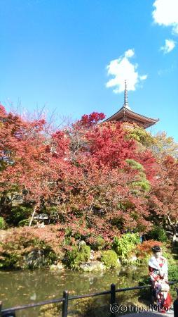清水寺楓林與和服女孩