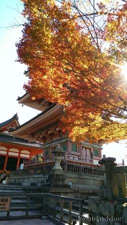 秋日陽光下的清水寺楓樹