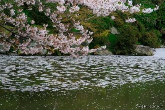 池に浮かんだ桜の花