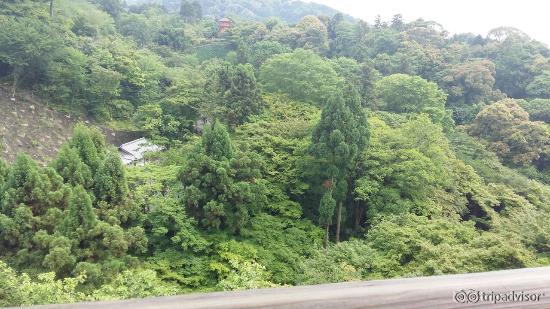 ธรรมชาติเขียวชอุ่มในวัด