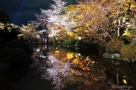 池に写る夜桜の見事さ・・・