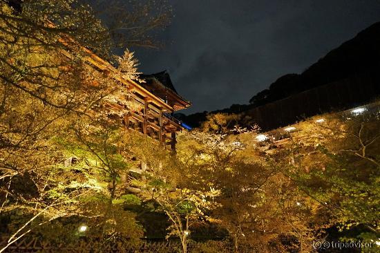 夜桜散策道・・・