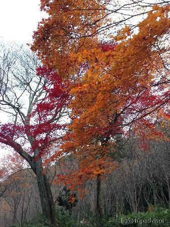 红黄不同的枫叶