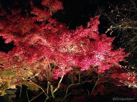 夜晚枫叶太妖娆