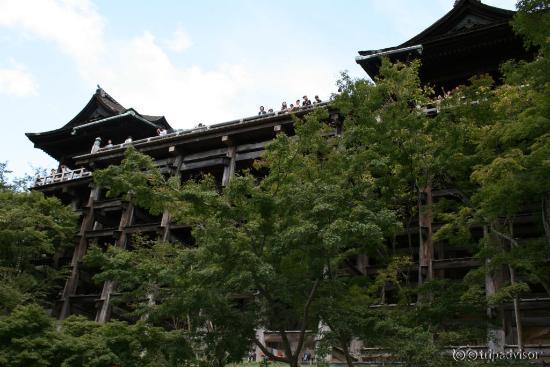 清水の舞台を支えるけやきの大木