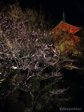 木々もライトアップされてます