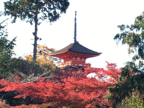 紅葉の通して境内の子安塔を望む