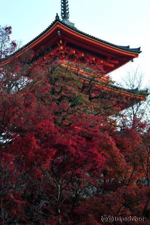 燃える様な紅葉でした