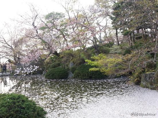 Pond filled with fallen Sakura