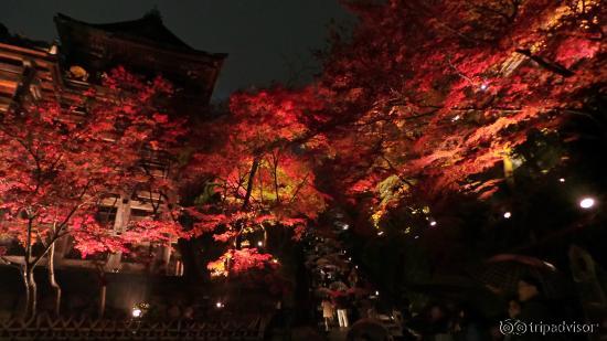 The magnificent view at night