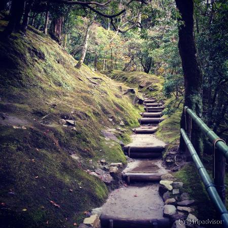 Walking around in the forest