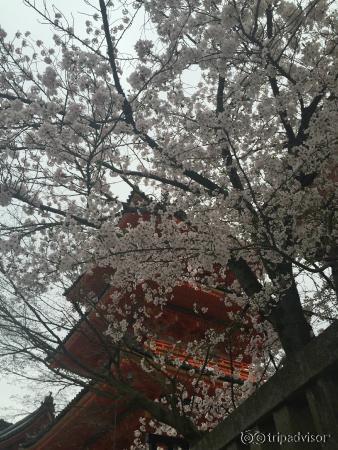 Blossoms