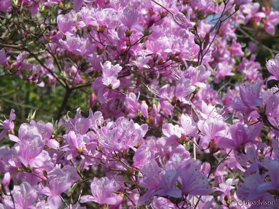 Kiyomizu-dera Temple