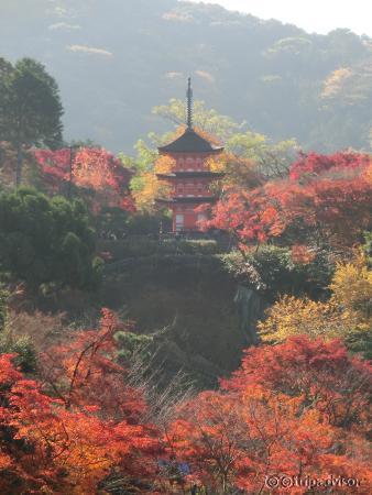 View of a pagoda and autumn leaves from Kiyomizudera Temple, Kyoto