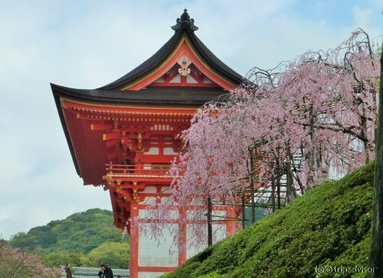 Cherry blossoms & temple - classic Kyoto