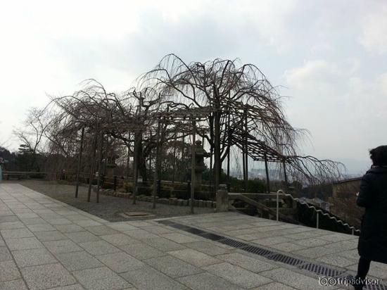 Kiyomizu Temple 3