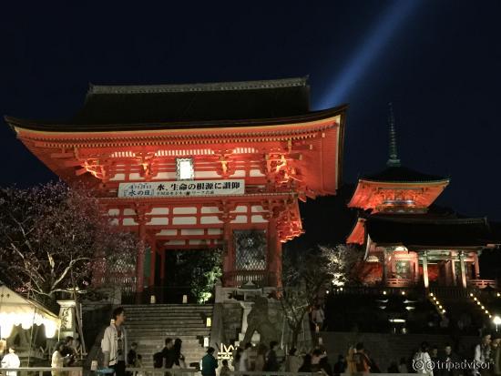 Illuminated during the cherry blossom season!