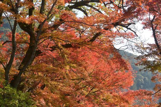 Beautiful momiji around the Temple