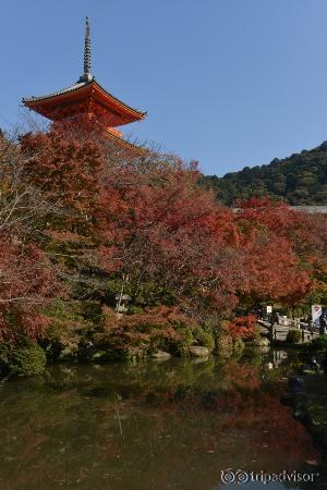 The Pagoda and Momiji