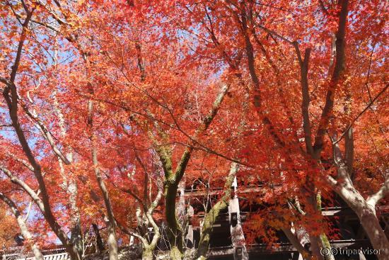 More red trees in autumn