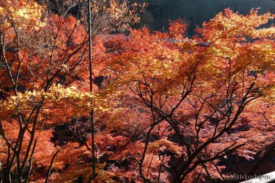 Colourful trees in autumn