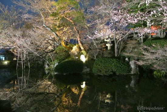 pond and cherry blossoms illuminated