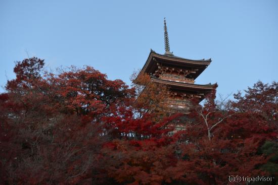 Pagoda among the maple leaves