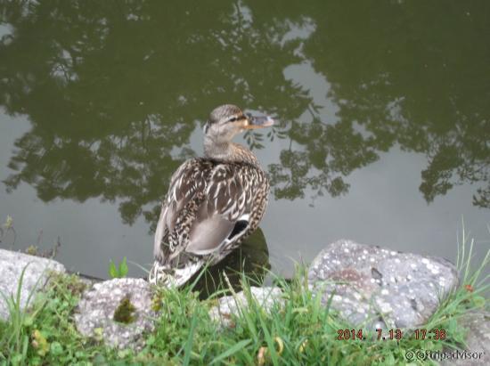 Pato en el lago del jardín Zen. Templo de Agua Pura, Kyoto
